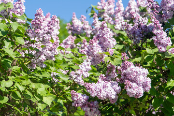 Fototapeta premium Purple Lilac pink flower Blossom. Syringa Flowers nature. Floral background.