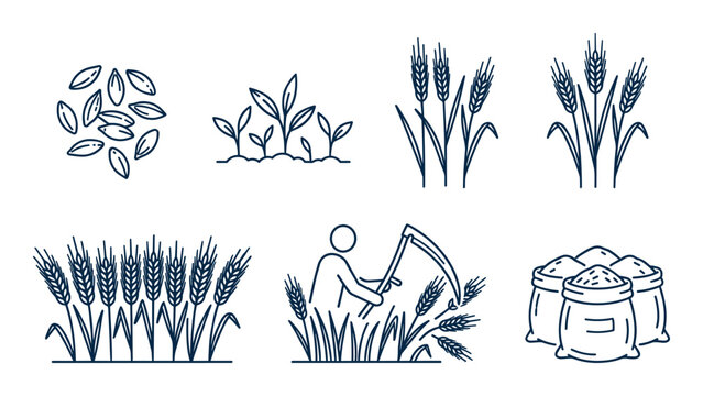 Wheat agriculture growth and grain harvest icon set