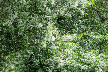 Fototapeta premium Blooming bird cherry (Prunus padus) on spring day. White flowers of Hackberry, hagberry, heckberry, hog cherry, black dogwood or Mayday tree. Spring time in nature. 