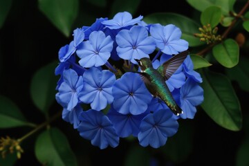 Naklejka premium Small hummingbird hovers near cluster of vibrant blue plumbago flowers. Tiny bird with iridescent green feathers sips nectar from delicate petals on a sunny day.