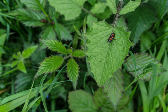 black and red froghopper bug on a leaf