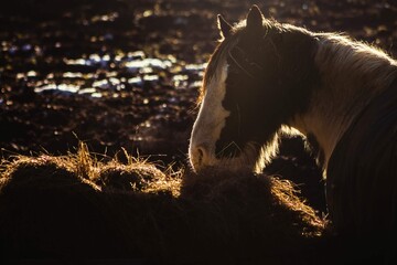 horse eating grass © hakou