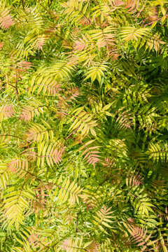 Bright green false spirea leaves show a mix of colors under sunlight, indicating seasonal change in the landscape of a garden during early fall