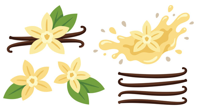 Vanilla orchid flowers and liquid splash elements with bean pod sets.