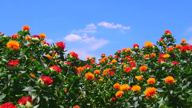 紅花畑の紅花