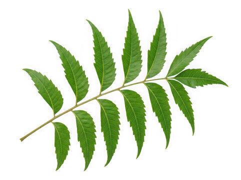Natural green neem leaf isolated. Herbal medicine and organic skincare cosmetic ingredient