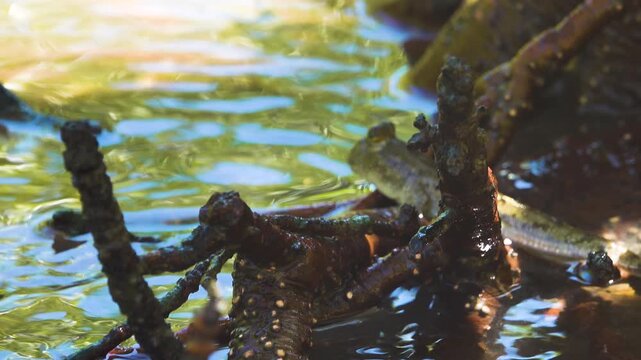 Mangroves, mudskippers Periophthalmus on the sandy coast of the Andaman Sea. Thailand.