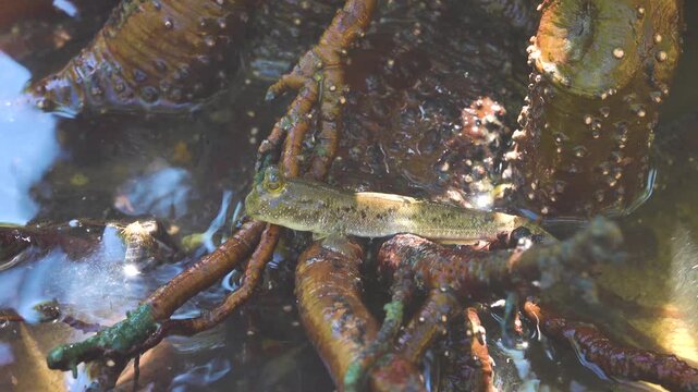 Mangroves, mudskippers Periophthalmus on the sandy coast of the Andaman Sea. Thailand.