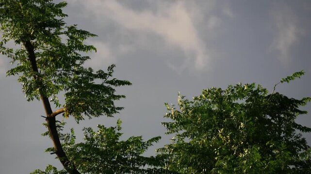 Green Parrot Perched on Top of Lush Tropical Tree Against Moody Grey Cloudy Sky During Golden Hour