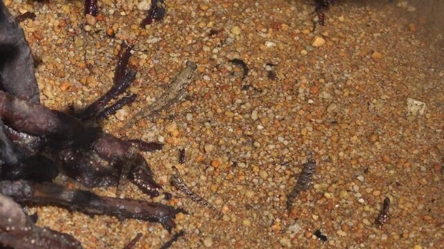 Mangroves, mudskippers Periophthalmus on the sandy coast of the Andaman Sea. Thailand.
