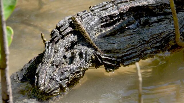 Mangroves, mudskippers Periophthalmus on the sandy coast of the Andaman Sea. Thailand.
