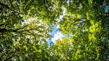 Fototapeta premium A serene forest canopy stretches towards the sky with lush green leaves and branches.