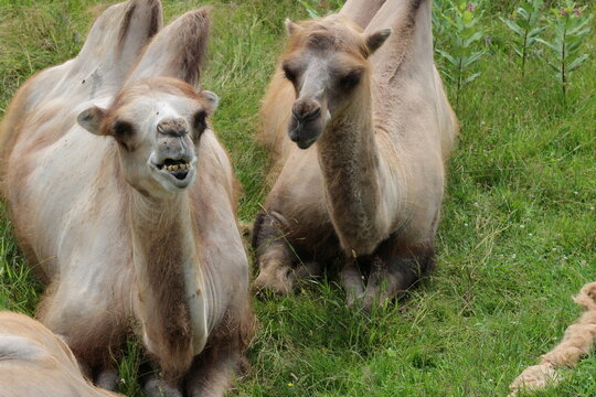 Deux chameau de Bactriane couch&eacute; dans l'herbe, Camelus bactrianus