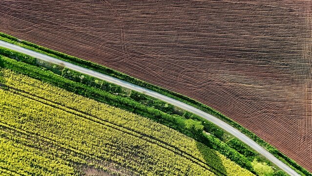 Aerial view of vibrant yellow rapeseed fields and dark plowed soil separated by a narrow rural road and green trees in Butlar, Thuringen, Germany.