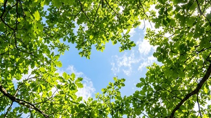 Fototapeta premium Vibrant green leaves frame a clear blue sky with fluffy white clouds on a sunny day.