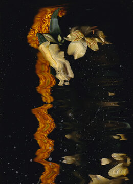 scanography flowers black background