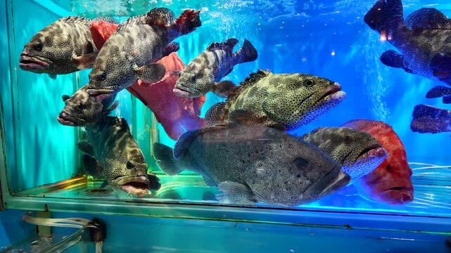 水槽の中の魚