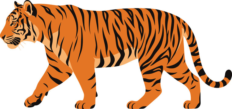 A vibrant orange tiger walking on a white background