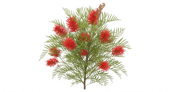 A small artificial bush with bright red, cylindrical bottlebrush flowers and textured, feathery green foliage isolated on a solid black