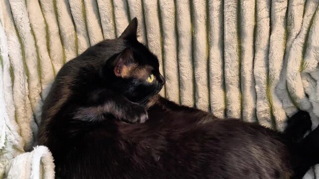 Cat cleaning itself by licking its paw while lying on its back on a soft blanket. Black cat exhibits relaxed grooming behavior, showing comfort and leisure. Domestic pet resting, cozy environment,