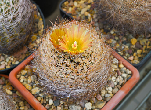 A flowering cactus of the Parodia family with bright yellow-orange flowers