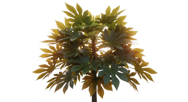 A small papaya tree with vibrant green and yellow palmately lobed leaves isolated against a solid black background, studio lighting