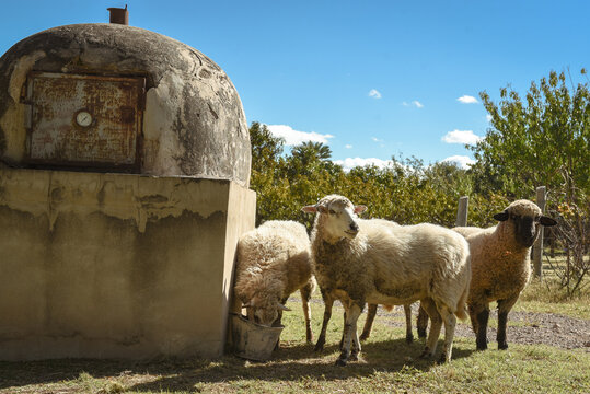 Ovejas