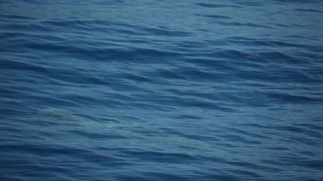 risso's dolphin grampus griseus close up breathing on sea surface