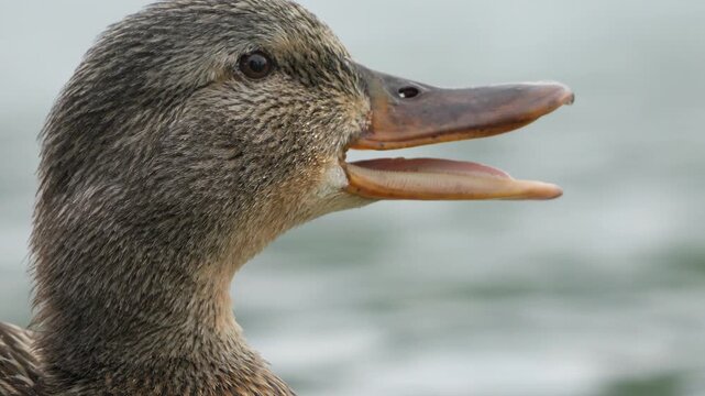Profile Portrait of Female Mallard Duck Quacking and Looking at Camera - 4K Wildlife Slow Motion