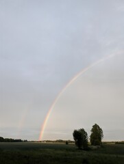Fototapeta premium A vibrant rainbow arches across a cloudy sky over a green field, with two trees silhouetted against the horizon.