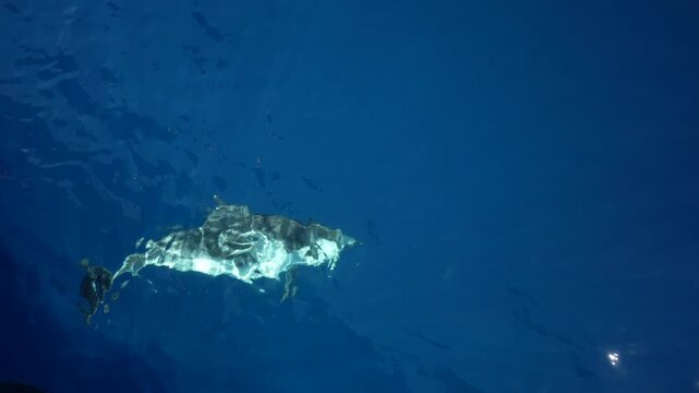 Striped dolphins slow motion surfing under the sea surface