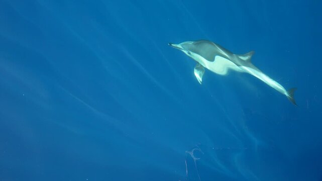 common dolphins in ligurian sea ultra rare to see in this area 