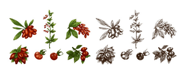 Hand drawn vintage barberry and rosehip botanical berry collection in engraved herbal sketch illustration set © Mariia Mazaeva
