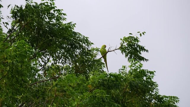Rose Ringed Parakeet Perched on Branch Swaying in Wind on Lush Tropical Tree Against Grey Sky