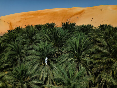 Aerial view of Bateen Liwa oasis with a person climbing a date palm tree against a large sand dune in Al Dhafra Region, Abu Dhabi, United Arab Emirates.