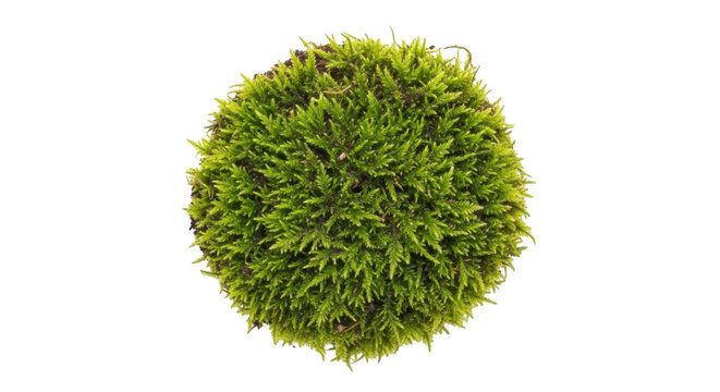 A circular clump of vibrant green moss with detailed organic textures, isolated on a solid black background, top-down view of plant growth