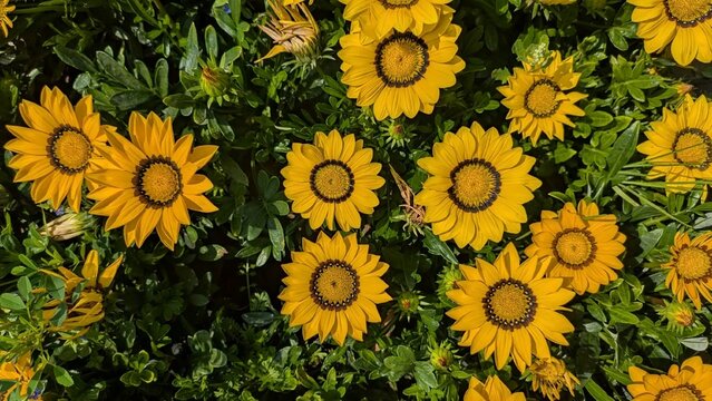Sunflowers are bright and cheerful flowers that make any garden look beautiful. They are known for their large yellow petals and tall green stems that turn toward the sun. Sunflowers grow best in sunn