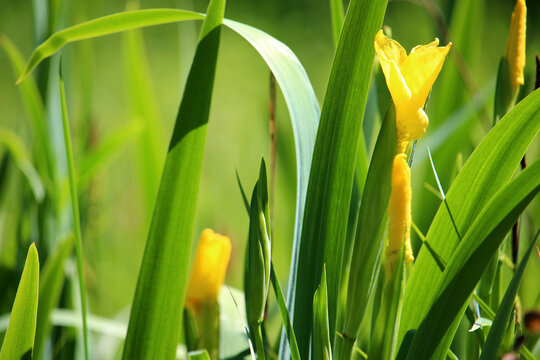 Yellow flag (Iris pseudacorus) flower native to Europe and growing in wetlands (Kaiserstuhl hills, Baden, Germany)