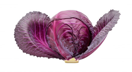 Obraz premium A whole head of fresh red cabbage with vibrant purple, veined leaves isolated against a solid black background, studio lighting