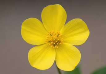 Fototapeta premium Bright yellow five-petal flower close-up on blurred nature background