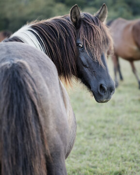 Funny angry horse looking back.