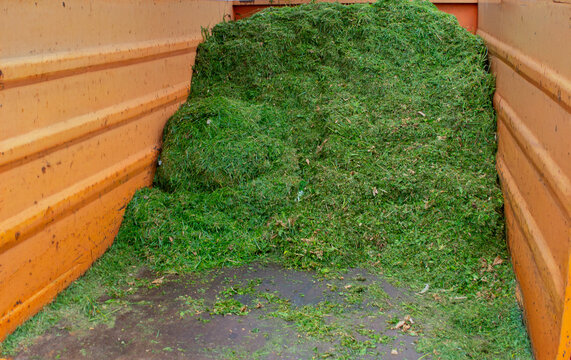 An orange municipal skip container filled to the top with fresh green grass cuttings after lawn mowing on a city street.