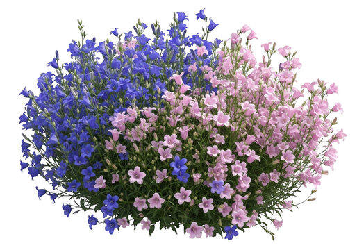 A dense cluster of blooming bell-shaped blue and light pink campanula flowers isolated against a solid black background