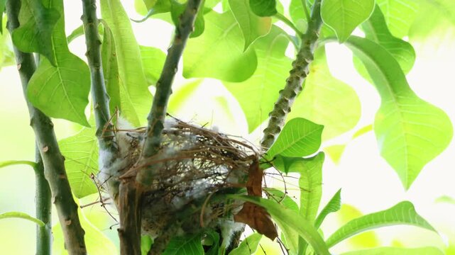 Empty-looking bird nest on a plumeria plant close up, parents foraging outside, urban wildlife concept