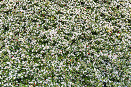 bearberry cotoneaster or cotoneaster dammeri in blooming spring time - in full frame as backdrop or background