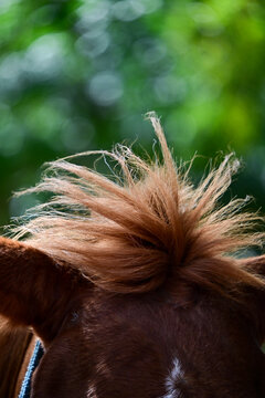 close up of a horse messy forelock hair, brown chestnut equine head and mane details outdoors, macro shot of horse hair on forehead with blurry green bokeh background
