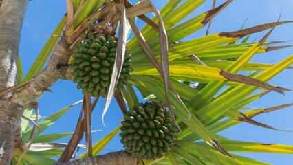 Fototapeta premium Close up of tropical screw pine fruits and leaves against blue summer sky (Okinawa, Japan)