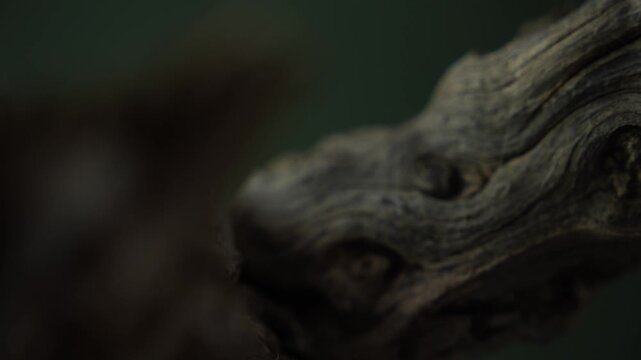 Weathered driftwood branch with dark cinematic macro texture background
