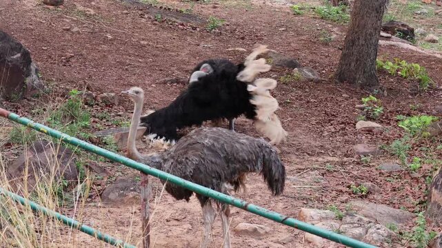 Ostrich mating behavior with male performing kantling display to a female looking at eggs on the ground