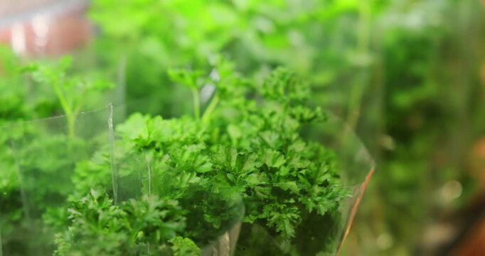Fresh curly parsley bundled in plastic packaging. Healthy cooking ingredient, vibrant green. Natural food background.